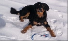 Haika im Schnee 022015[1].jpg